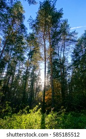 The sun through trees