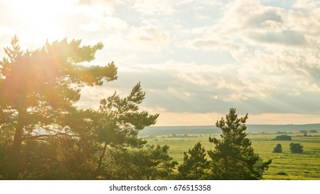 THE SUN THROUGH THE TREES