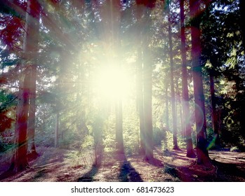 Sun Through The Trees