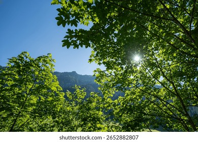 Sun through the trees in the mountains