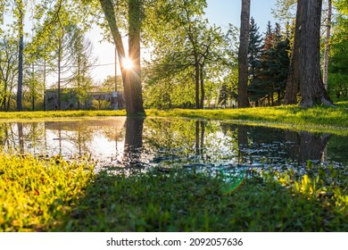 The sun through the trees in the spring park. Beautiful park in spring with bright sun shining through the trees Sun shining through tree.