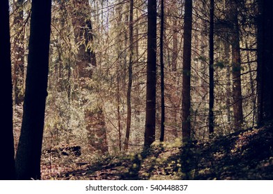 sun through trees, summer, trees