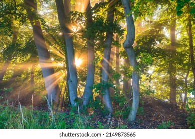 Sun Tide, Sunrise In Alder Forest