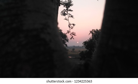sun and tree