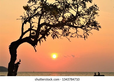 Sun and Tree