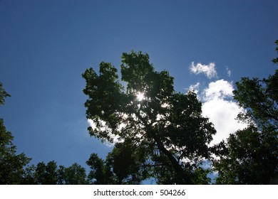 Sun, Tree and Clouds