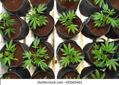 SUN VALLEY, CA - MAY 26, 2016: Overhead shot of marijuana plants in round pots in a marijuana grow room at a medical marijuana dispensary in Sun Valley, CA on May 26, 2016.