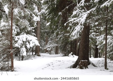 The sun is visible through the trees. Light in the darkness that gives new hope for spring in the cold winter. Pine forest and sun. Snow, sun and pine trees.

landscape in the village

 - Powered by Shutterstock