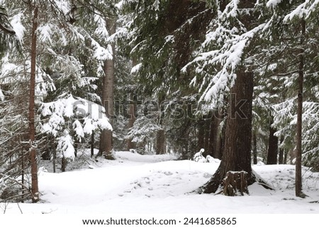 The sun is visible through the trees. Light in the darkness that gives new hope for spring in the cold winter. Pine forest and sun. Snow, sun and pine trees.

landscape in the village

