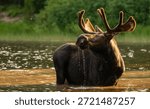 Sun Warms The Back Of Mooses Head While It Stands In Lake in Glacier