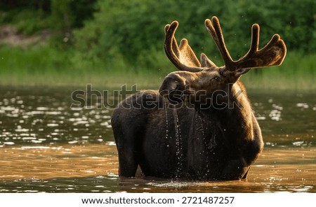 Sun Warms The Back Of Mooses Head While It Stands In Lake in Glacier