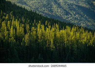 Sun Warms A Patch Of Pine Forest In The Backcountry of Glacier National Park - Powered by Shutterstock - Get 15% off with code: PIKWIZARD15