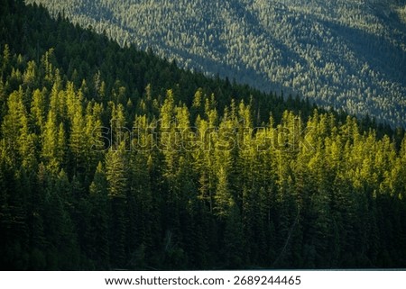 Sun Warms A Patch Of Pine Forest In The Backcountry of Glacier National Park