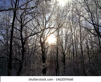 sun in the winter forest