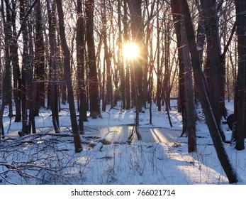 Sun in winter forest
