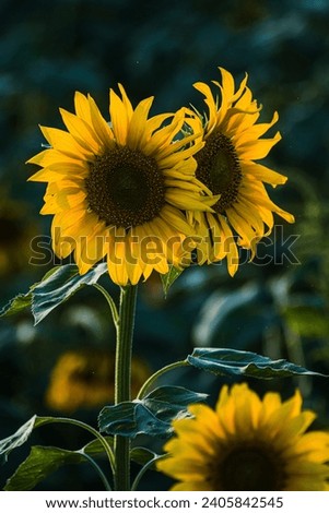 Sun Worshipper: The sunflower's daily ritual of turning towards the sun paints it as a 