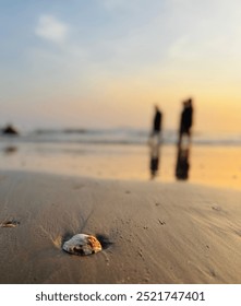 sunandsea sunset summer shell ocean