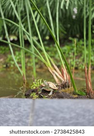 sunbasking turtle in a pond