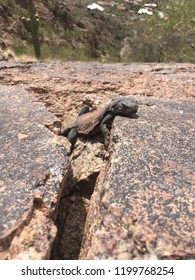 Sun-bathing Desert Lizard