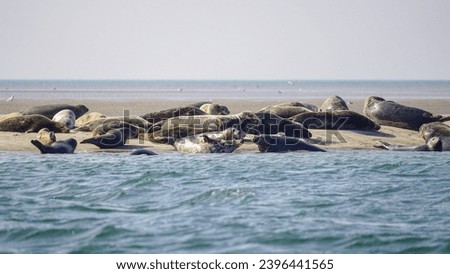 Similar – Image, Stock Photo On the Wadden Sea