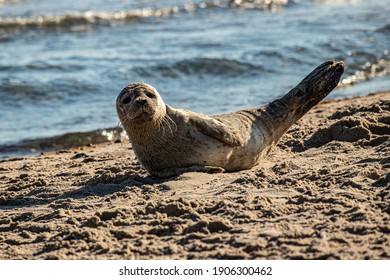 Sunbathing Seal At Grenen, Skagen