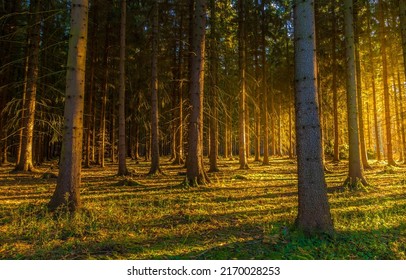 Sunbeam in dark forest. Sunbeam background in autumn forest