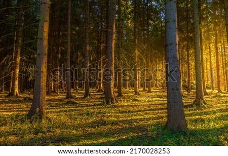 Sunbeam in dark forest. Sunbeam background in autumn forest