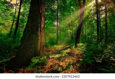 A sunbeam in a dark forest. Forest sunbeams. Forest sunbeam background. Sunbeams in forest - Shutterstock ID 2357413463