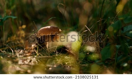 Similar – Image, Stock Photo Sunbeams on the forest path