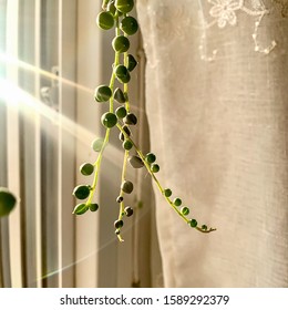 Sunbeam On String Of Pearls Plant