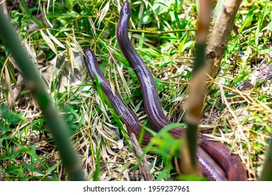 Sunbeam Snake Mating Or Fighting  In Forest