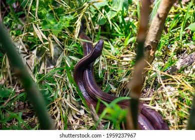 Sunbeam Snake Mating Or Fighting  In Forest