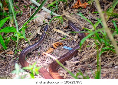 Sunbeam Snake Mating Or Fighting  In Forest