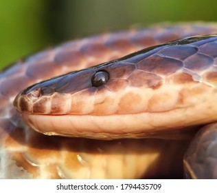 Sunbeam Snake On Wild Life