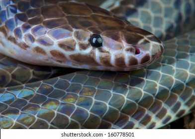 Sunbeam Snake / Xenopeltis Unicolor