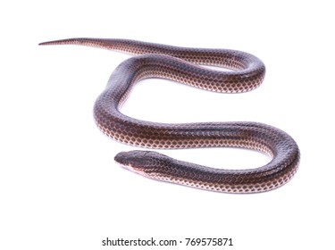 Sunbeam Snake / Xenopeltis Unicolor