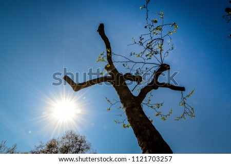 sunbeams behind bald tree