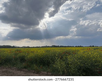 Sunbeams Breaking Through Dark Clouds Over Yellow Colza and Red poppy flowers Field. Dramatic sky with bright sun rays piercing through heavy dark clouds. Below is a vibrant field of yellow mustard flowers mixed with red poppies. Rural summer landscape.