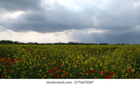 Sunbeams Breaking Through Dark Clouds Over Yellow Flower Field. Dramatic sky with bright sun rays piercing through heavy dark clouds. Below is a vibrant field of yellow mustard flowers mixed with red poppies. Rural summer landscape.