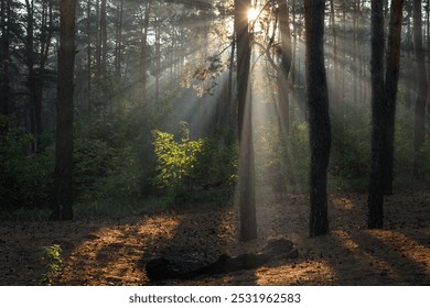 Sunbeams breaking through tree branches. Nice autumn morning. Walks in nature.
