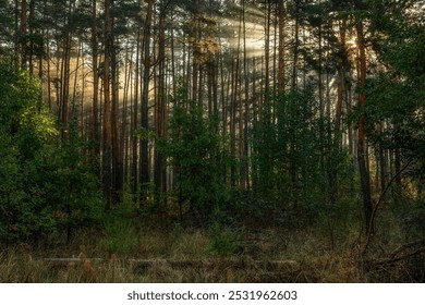 Sunbeams breaking through tree branches. Nice autumn morning. Walks in nature.