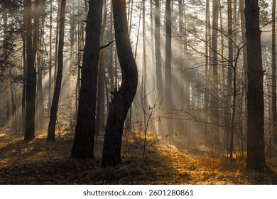 Sunbeams breaking through tree branches. A pleasant walk in the forest on a sunny morning.