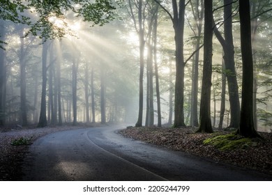 Sunbeams coming through the morning mist in beech forest. Along the road from Kopparhatten to Skäralid in Sweden. - Powered by Shutterstock