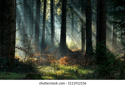 Sunbeams in the dark forest. Forest sunbeams. Sunbeams in forest. Dark forest sunbeams