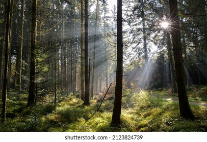 The sunbeams in the dark forest. Deep forest sunbeams. Sunbeams in forest. Forest sunbeams landscape