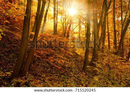 Similar – Herbstgestalten Natur