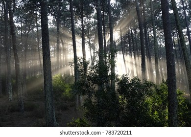 sunbeams in the forest