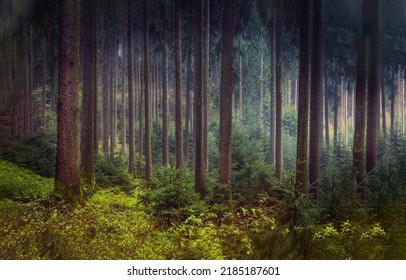 Sunbeams in forest. Forest sunbeams in beautiful nature - Shutterstock ID 2185187601
