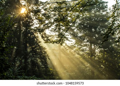 sunbeams in forest - sun rays in summer