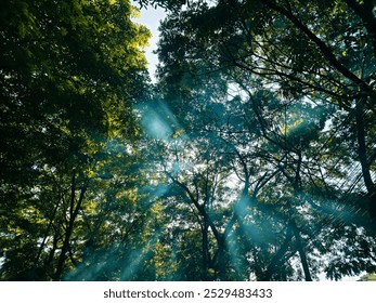 Sunbeams gently filtering through the canopy of lush green trees, creating a peaceful and serene atmosphere